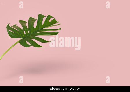 Green leaf of monstera isolated on bright pink background. Minimal idea with trendy tropical plant. Copy space. Stock Photo
