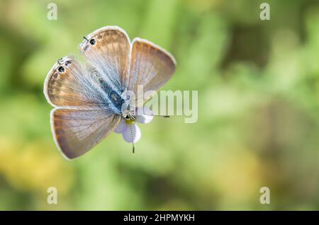 Pea blue or long-tailed blue (Lampides boeticus). Stock Photo