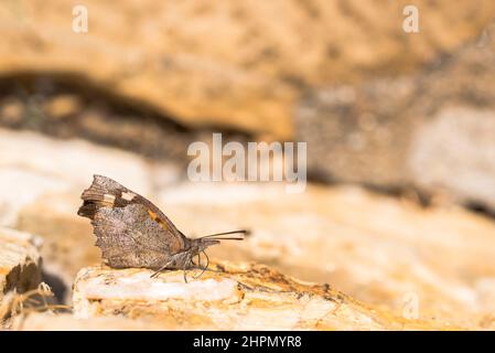 Libythea celtis, the European beak or nettle-tree butterfly, is a butterfly of the Libytheinae group of the brush-footed butterflies family. Stock Photo