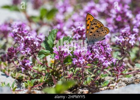 The purple-shot copper (Lycaena alciphron) is a butterfly in the family of the Lycaenidae or copper butterflies and in the genus of the Lycaena, male. Stock Photo