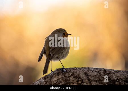 Robin or pomegranate Nightingale is a species of bird classified in the family flycatcher. Erithacus rubecula Stock Vector