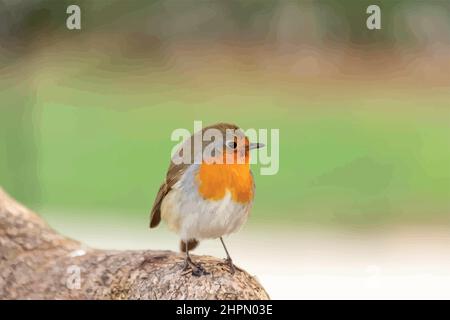 Robin or pomegranate Nightingale is a species of bird classified in the family flycatcher. Erithacus rubecula Stock Vector