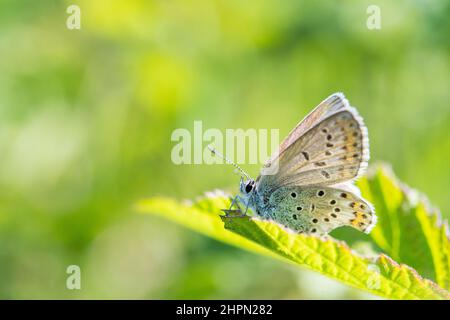 Plebejus idas, the Idas blue or northern blue, is a butterfly of the family Lycaenidae, female. Stock Photo