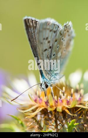 The chalkhill blue (Lysandra coridon) is a butterfly in the family Lycaenidae, male. Stock Photo