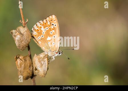 The chalkhill blue (Lysandra coridon) is a butterfly in the family Lycaenidae, female. Stock Photo