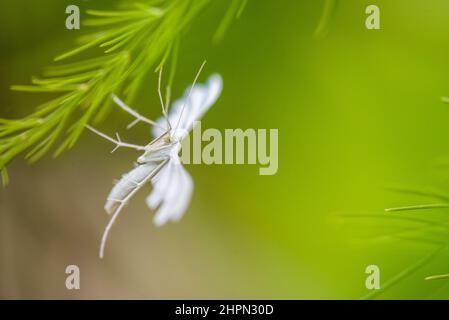 Pterophorus pentadactyla, commonly known as the white plume moth, is a moth in the family Pterophoridae. Stock Photo