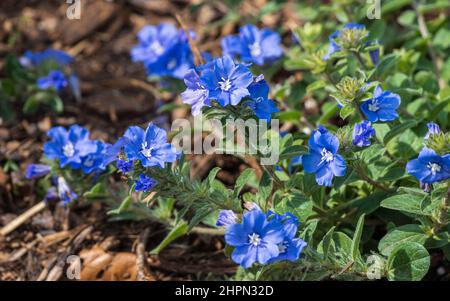 Flowers of blue daze a.k.a. Brazillian dwarf morning-glory (Evolvulus glomeratus) - Florida, USA Stock Photo