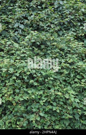 Creeper (Ampelopsis heterophylla). Called Porcelain berry, Amur peppervine and Wild grape also. Another scientific name is Ampelopsis grandulosa var. Stock Photo