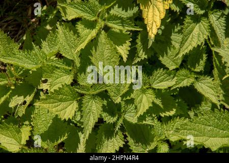 Stinging nettles (Urtica dioica) in the garden. The plant is also known as common nettle or stinger. Stock Photo