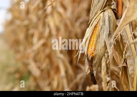Ripe corn cereal grain in field with copy space Stock Photo
