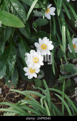 Bloodroot (Sanguinaria canadensis). Called Red Pucoon also Stock Photo ...