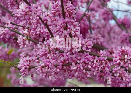 Eastern redbud (Cercis canadensis). State tree of Oklahoma. Stock Photo