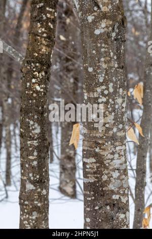 Paradise, Michigan - Beech bark disease on American beech trees (Fagus grandifolia) at Tahquamenon Falls State Park. The disease is caused by an insec Stock Photo