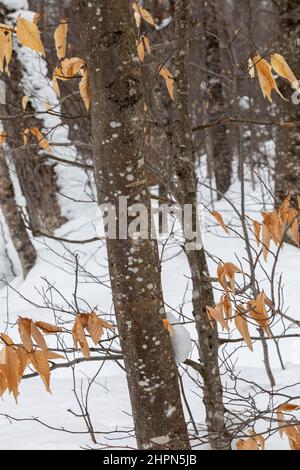 Paradise, Michigan - Beech bark disease on American beech trees (Fagus grandifolia) at Tahquamenon Falls State Park. The disease is caused by an insec Stock Photo