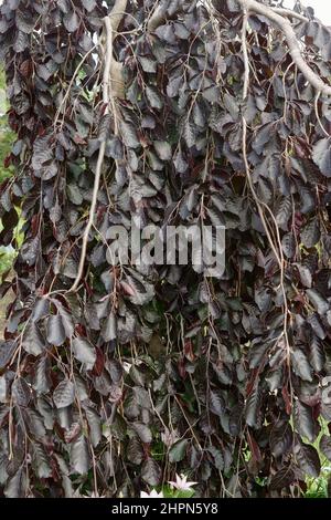 Weeping purple european beech (Fagus sylvatica 'Purpurea Pendula'). Stock Photo