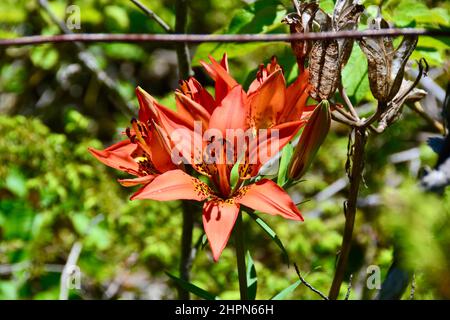 Group of bright orange lily flowers blooming along trail near the Bonnechere River during Spring Stock Photo