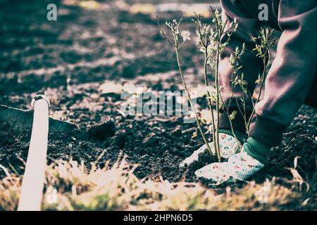 planting blueberries bush in early spring garden Stock Photo