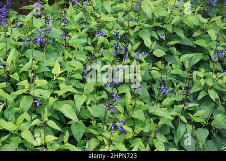 Black and Blue anise sage (Salviia coerulea 'Black and Blue'). Another botanica names are Salvia guarantica 'Black and Blue' and Salvia 'Black and Blu Stock Photo