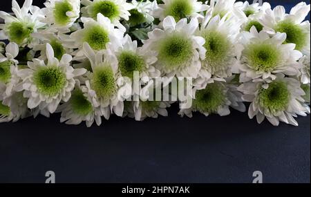 Chrysanthemum flowers on black background. Autumn flowers. Stock Photo