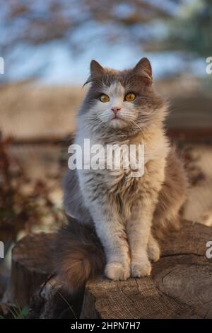 Funny kitten is surprised of the falling snow in winter. Cat walks in the garden for the first time during a snowfall. Stock Photo