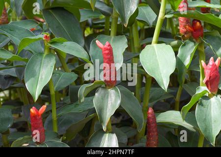 Red Button ginger (Costus woodsonii). Called Scarlet spiral flag and Indian head ginger also. Stock Photo