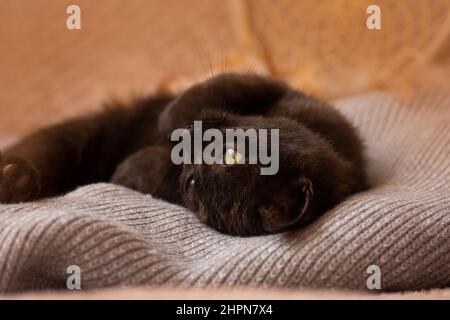 Portrait of cute kitten sleeps on the sofa. Little cat is snuggled up in soft bed while trying to sleep. Stock Photo