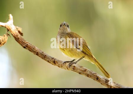 Grey-eared honeyeater (Lichmera incana) sitting on a tree branch, Ouvea island, New Caledonia. It is only found in Vanuatu and New Caledonia. Stock Photo