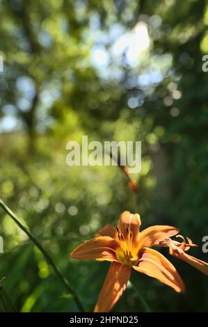 A macro image of a tiger lily in a forest in the summer. Stock Photo