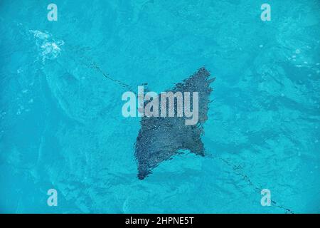Pacific white-spotted eagle ray (Aetobatus laticeps) swimming under water Stock Photo