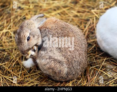 beautiful gray rabbit is lying on the hay photographed in close-up Stock Photo