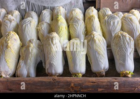 Close up of a lot of big japanese organic vegetables called Napa or Hakusai cabbage freshly picked from field aligned on wooden beams in the stable of