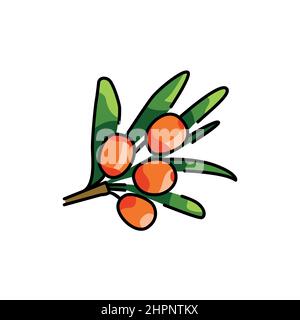 Sea buckthorn plant color line icon. Pictogram for web page, mobile app, promo. Stock Vector