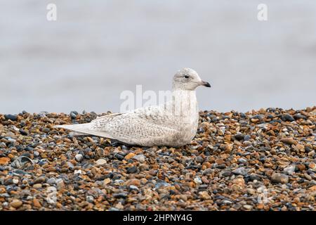Iceland gull, Larus glaucoides, single juvenile bird lying on shingle beach, Cley-next-the-sea, Norfolk, United Kingdom Stock Photo