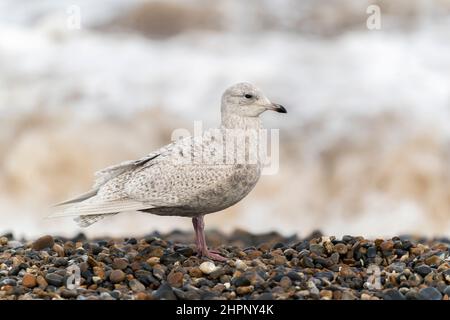Iceland gull, Larus glaucoides, single juvenile bird standing on shingle beach, Cley-next-the-sea, Norfolk, United Kingdom Stock Photo
