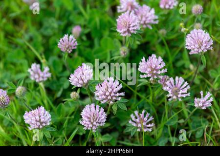 Red Clover (Trifolium pratense) flowering in a traditional upland haymeadow in the Yorkshire Dales, UK. Stock Photo