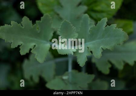 kalanchoe beharensis oak leaf plant Stock Photo
