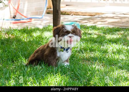 Shih tzu puppy sitting on sunny lawn and tongue out. Stock Photo
