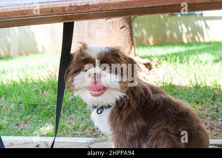 Shih tzu puppy sitting under the garden bench and with his tongue out. Stock Photo