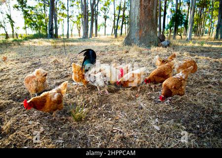 Free Range ISA Brown Chicken Stock Photo