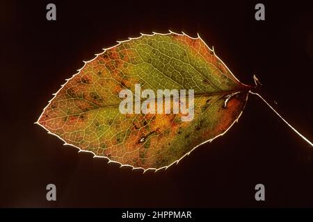 Oregon grape (Mahonia repens) leaf in autumn Stock Photo