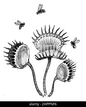 Carnivorous plant and flying flies. Ink black and white drawing Stock Photo