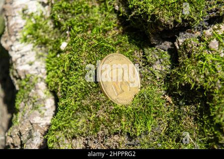 Old coins in the forest on green moss Stock Photo