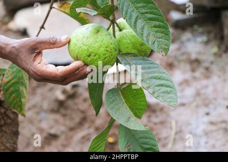 Harvest Ripe Tropical Fruit Guava on Guava Tree also known as Psidium Guajava Stock Photo