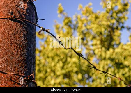 Rusty metal pole wrapped in barbed wire amid blurred green trees, territory protection. Close-up. Selective focus. Copy space. Stock Photo