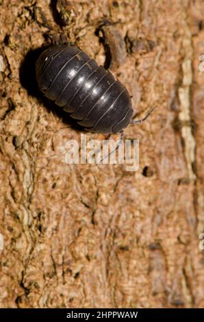 Common pill-bug Armadillidium vulgare on a tree trunk. Cubo de La Galga. Puntallana. La Palma. Canary Islands. Spain. Stock Photo