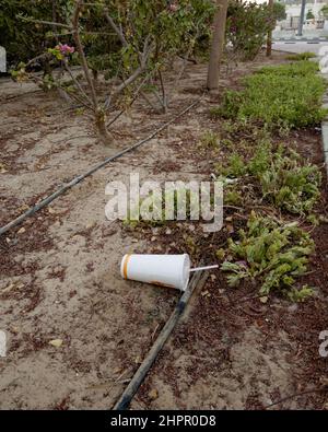 Disposable beverage cup carelessly thrown in the garden on the side of a public footpath. Environmental pollution and litter concept. Stock Photo