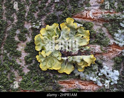 Extreme close up of yellow lichen and green moss on the bark of a tree. Tree trunk covered by lichen and moss. Stock Photo