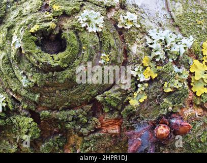 Extreme close up of yellow lichen and green moss on the bark of a tree. Tree trunk covered by lichen and moss. Stock Photo