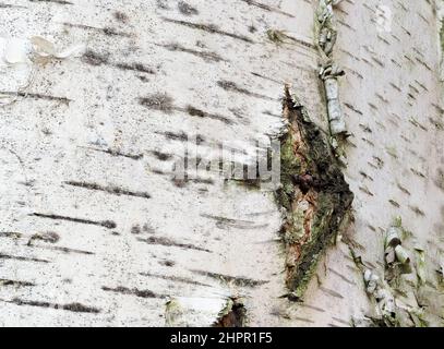 Extreme close-up of detail of birch bark. Detail of tree trunk. Stock Photo