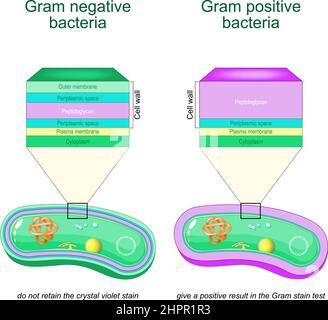 Gram negative bacteria do not retain the crystal violet stain. Gram positive bacteria give a positive result in the Gram stain test. comparison Stock Vector